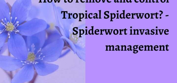 How to remove and control Tropical Spiderwort? - Spiderwort invasive management