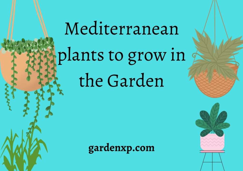 Mediterranean plants to grow in the Garden