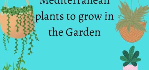 Mediterranean plants to grow in the Garden