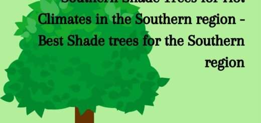 Southern Shade Trees for Hot Climates in the Southern region - Best Shade trees for the Southern region