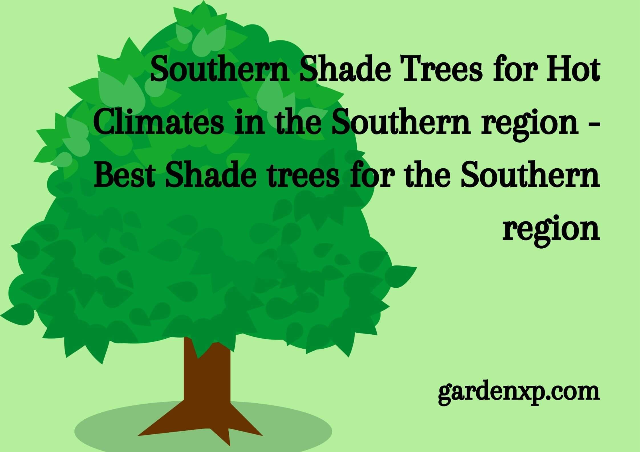 Southern Shade Trees for Hot Climates in the Southern region - Best Shade trees for the Southern region