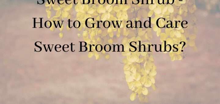 Sweet Broom Shrub - How to Grow and Care Sweet Broom Shrubs?