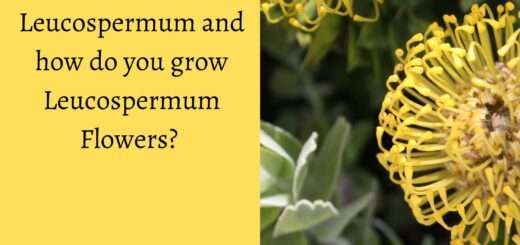 What is Leucospermum and how do you grow Leucospermum Flowers? 