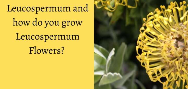 What is Leucospermum and how do you grow Leucospermum Flowers? 