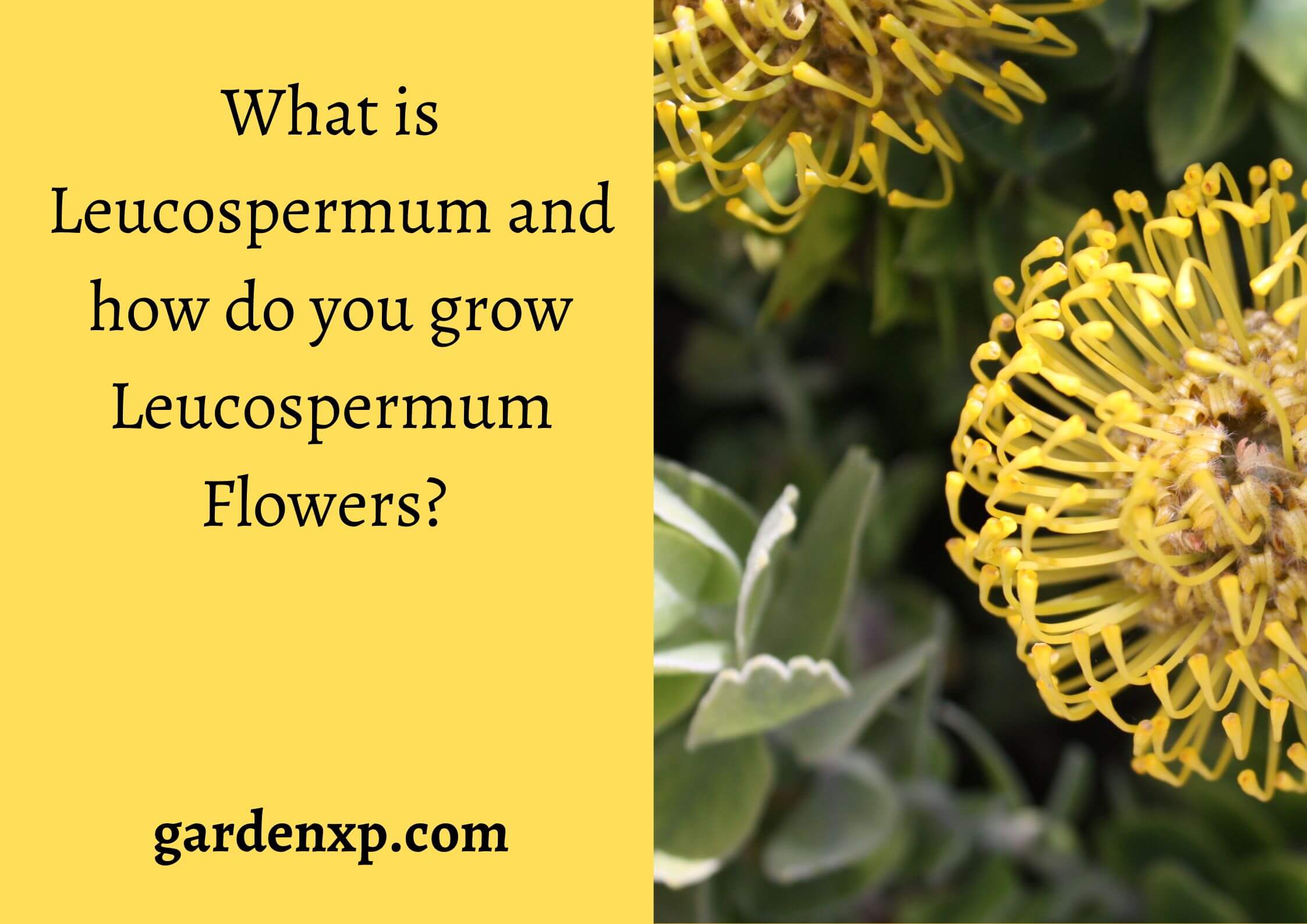 What is Leucospermum and how do you grow Leucospermum Flowers? 
