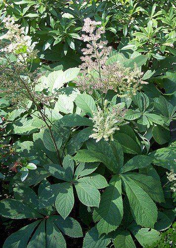 What is Rodgersia Cultivation
