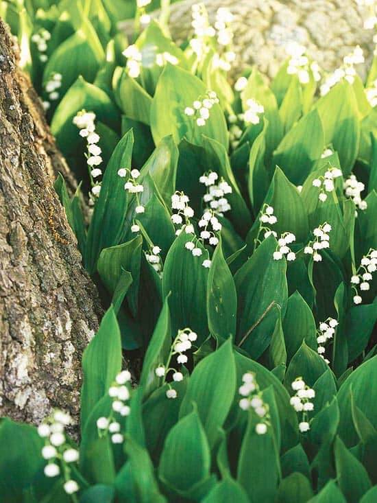 False Lily of the Valley - Care Tips for Wild Lily of the Valley Flowers