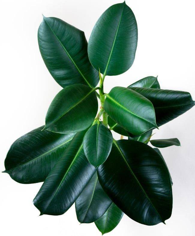 Why do Rubber Tree Leaves curl? - A few possible reasons for Rubber Plant Leaves curling!