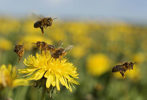 What plants keep bees & Wasps away? 