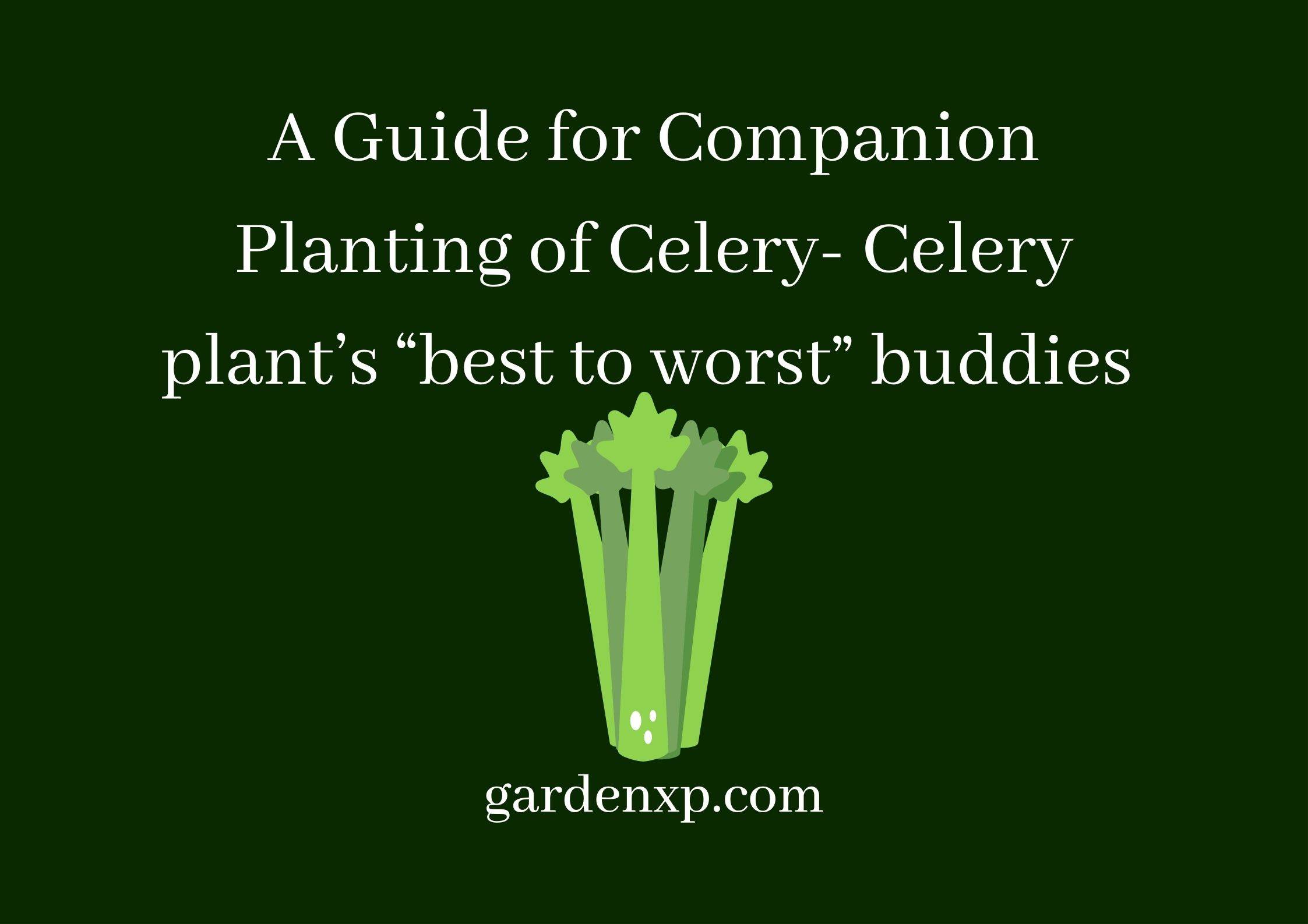 Celery Companion Plants Plants that grow with Celery Plants that do not grow with celery 