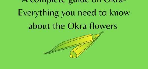 A complete guide on Okra- Everything you need to know about the Okra flowers 