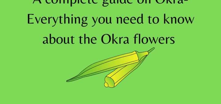 A complete guide on Okra- Everything you need to know about the Okra flowers 