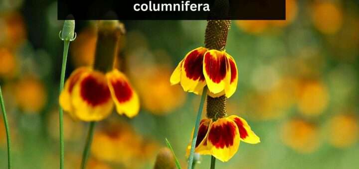 What is a Mexican Hat Plant? - Grow and Care for Ratibida columnifera