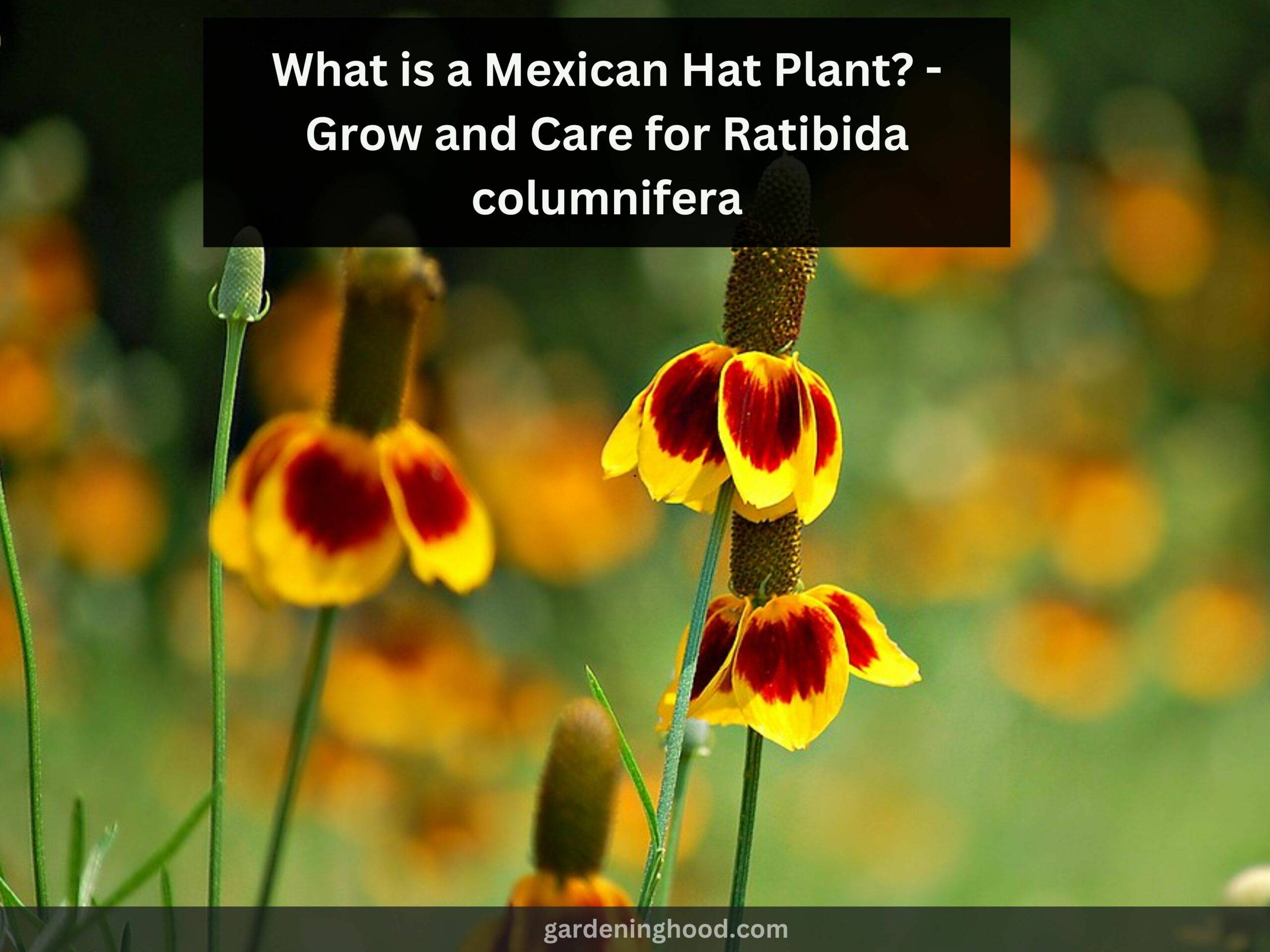 What is a Mexican Hat Plant? - Grow and Care for Ratibida columnifera
