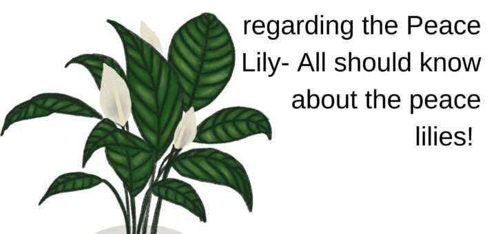 Peace lily flowers turning green! - How to fix Green Peace lily Blooms?