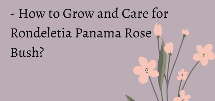 What is a Panama Rose Bush? - How to Grow and Care for Rondeletia Panama Rose Bush?