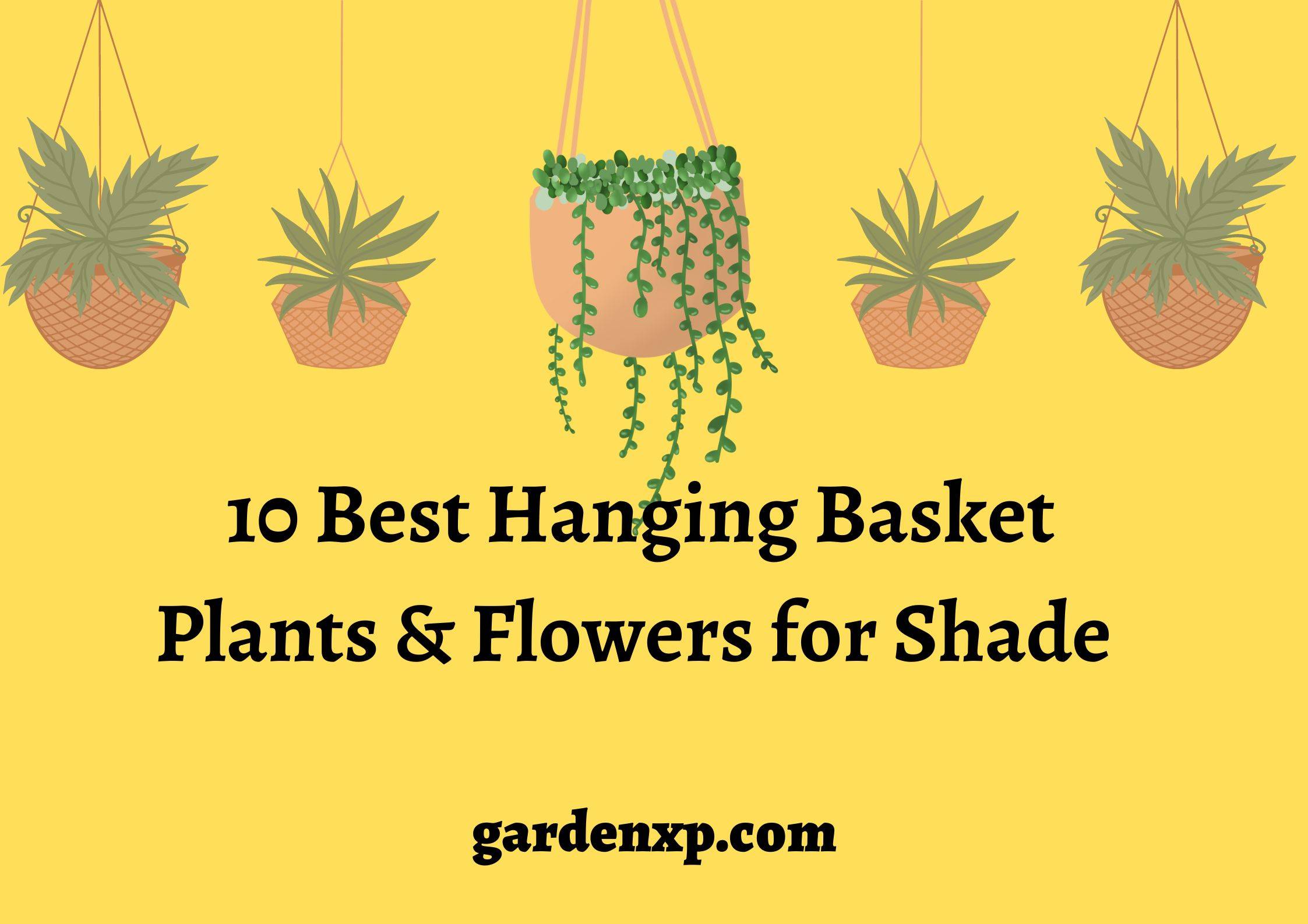 10 Best Hanging Basket Plants and Flowers for Shade 