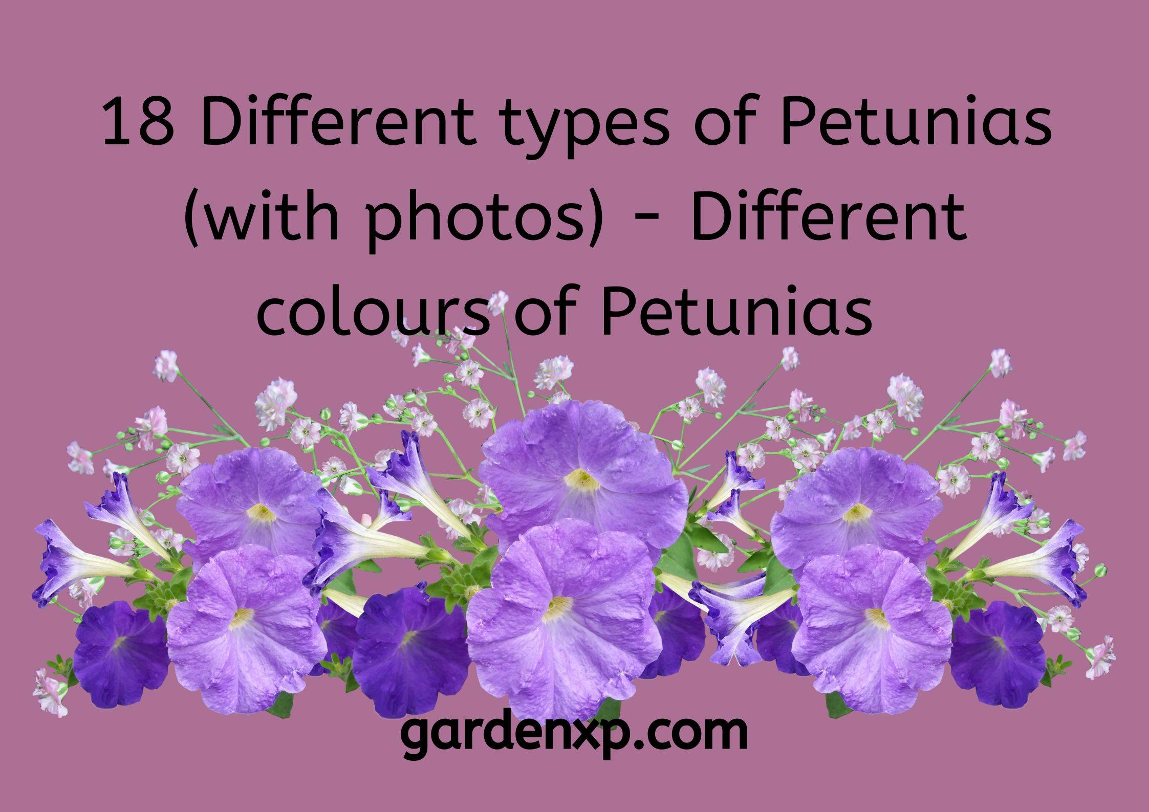 18 Different types of Petunias (with photos) - Different colours of Petunias 