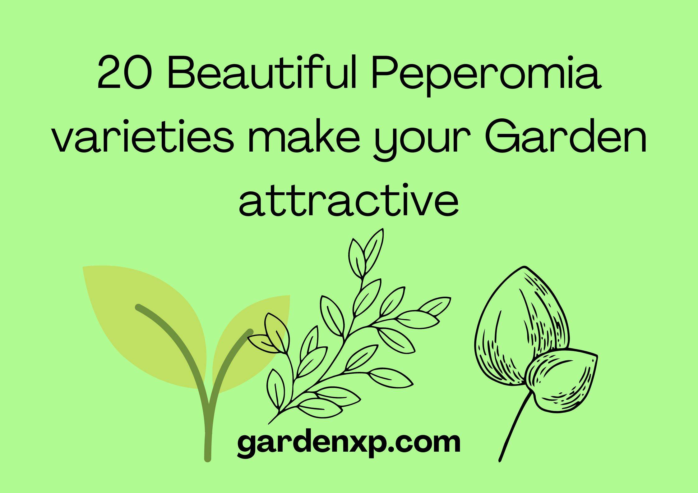 20 Beautiful Peperomia varieties that make your Garden attractive