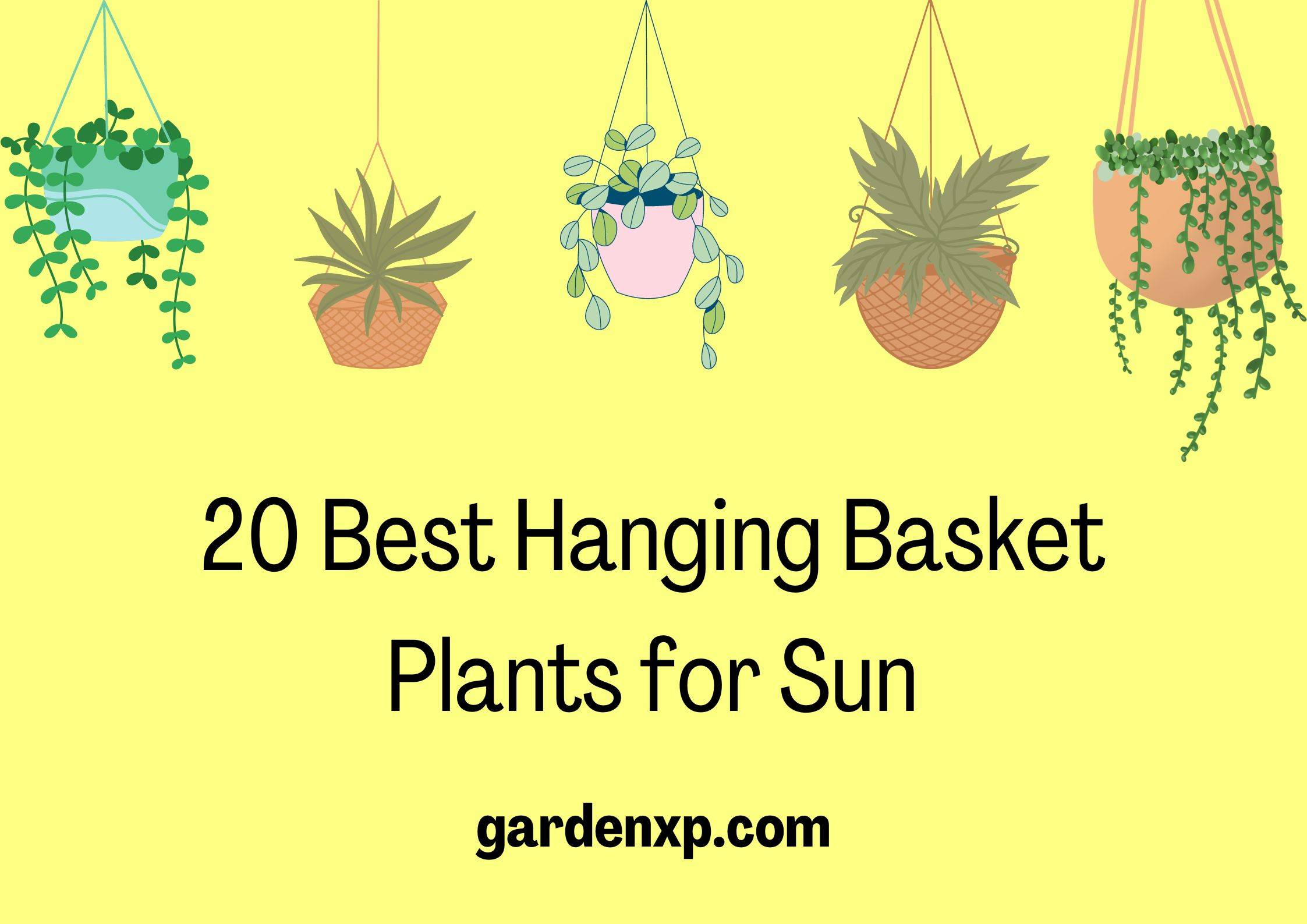 20 Best Hanging Basket Plants for Sun