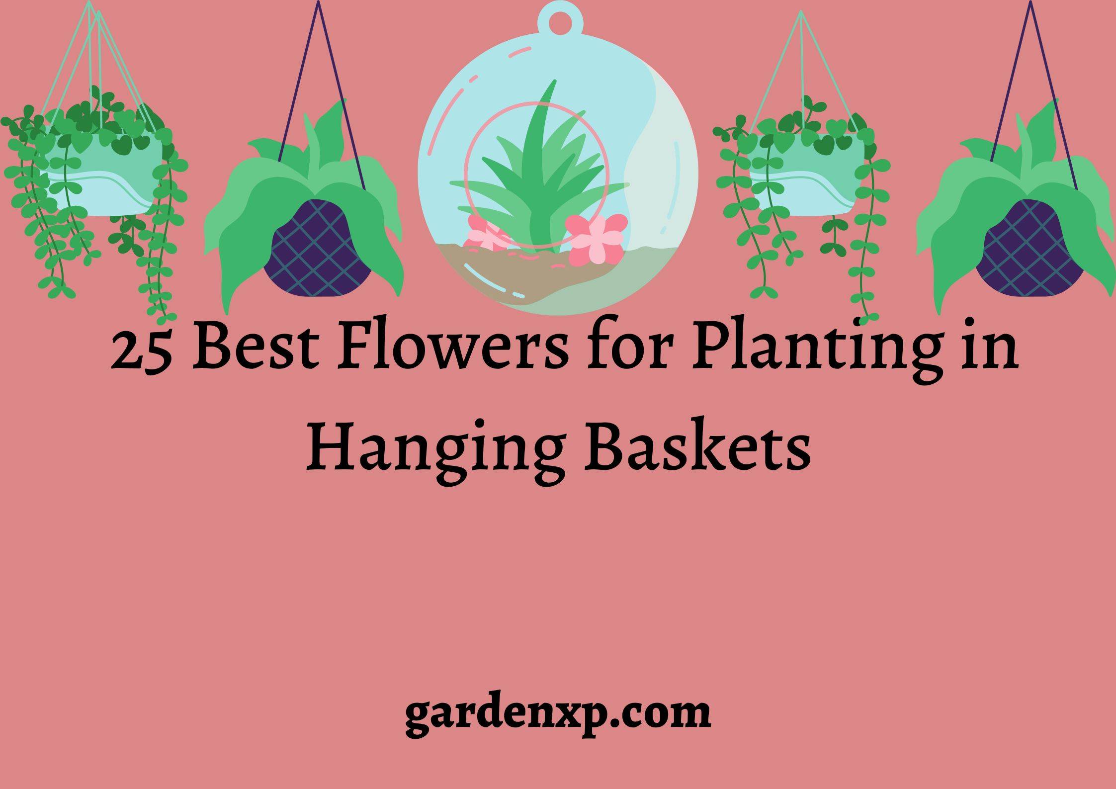 25 Best Flowers for planting in Hanging Baskets 