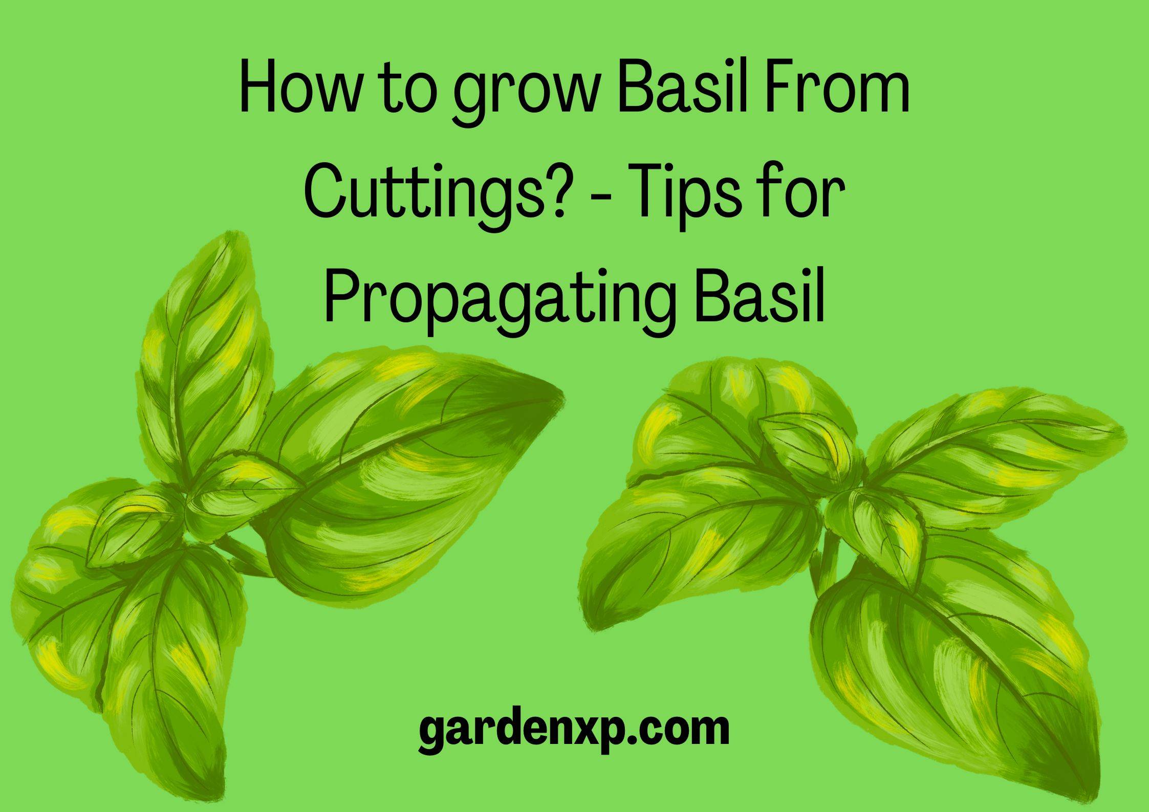 How to grow Basil From Cuttings? - Tips for Propagating Basil