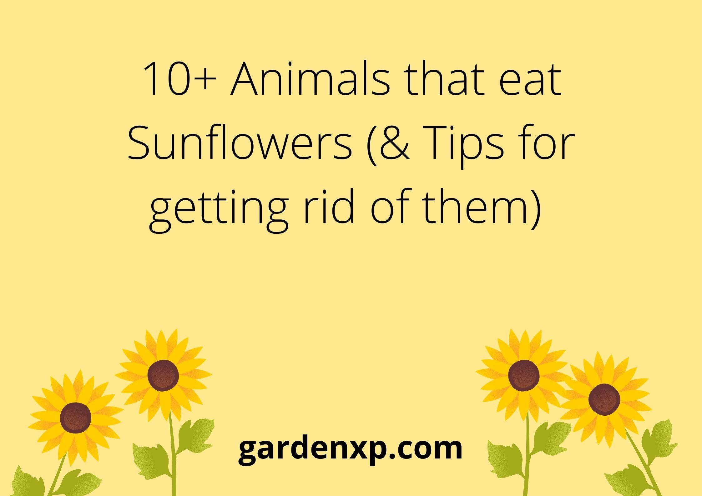10+ Animals that eat Sunflowers (& Tips for getting rid of them) 