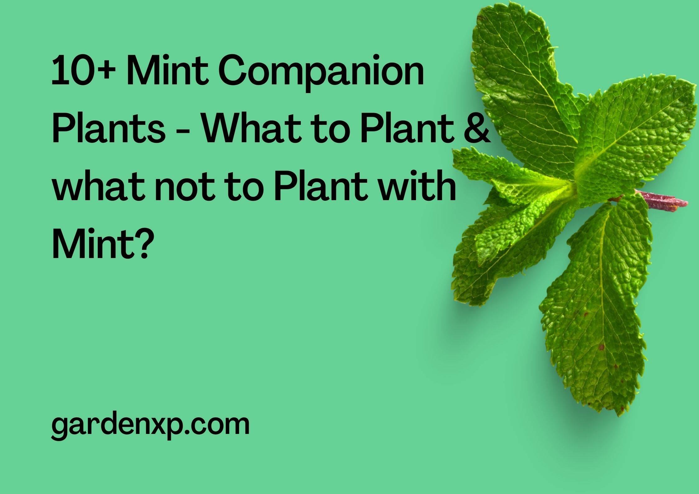 10+ Mint Companion Plants - What to Plant & what not to Plant with Mint?  