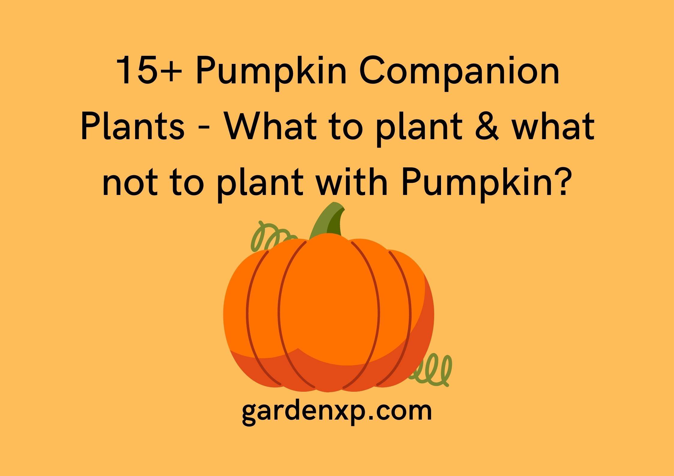 15+ Pumpkin Companion Plants - What to plant & what not to plant with Pumpkin?