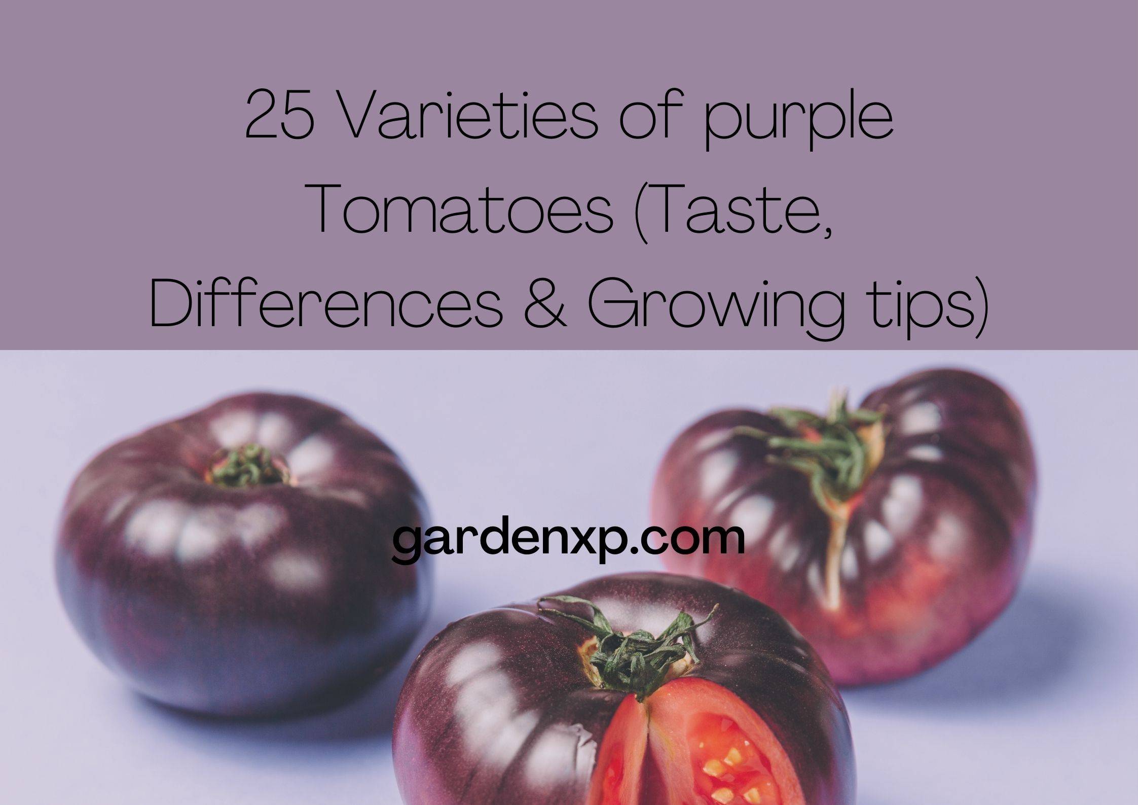 25 Varieties of purple Tomatoes (Taste, Differences & Growing tips)