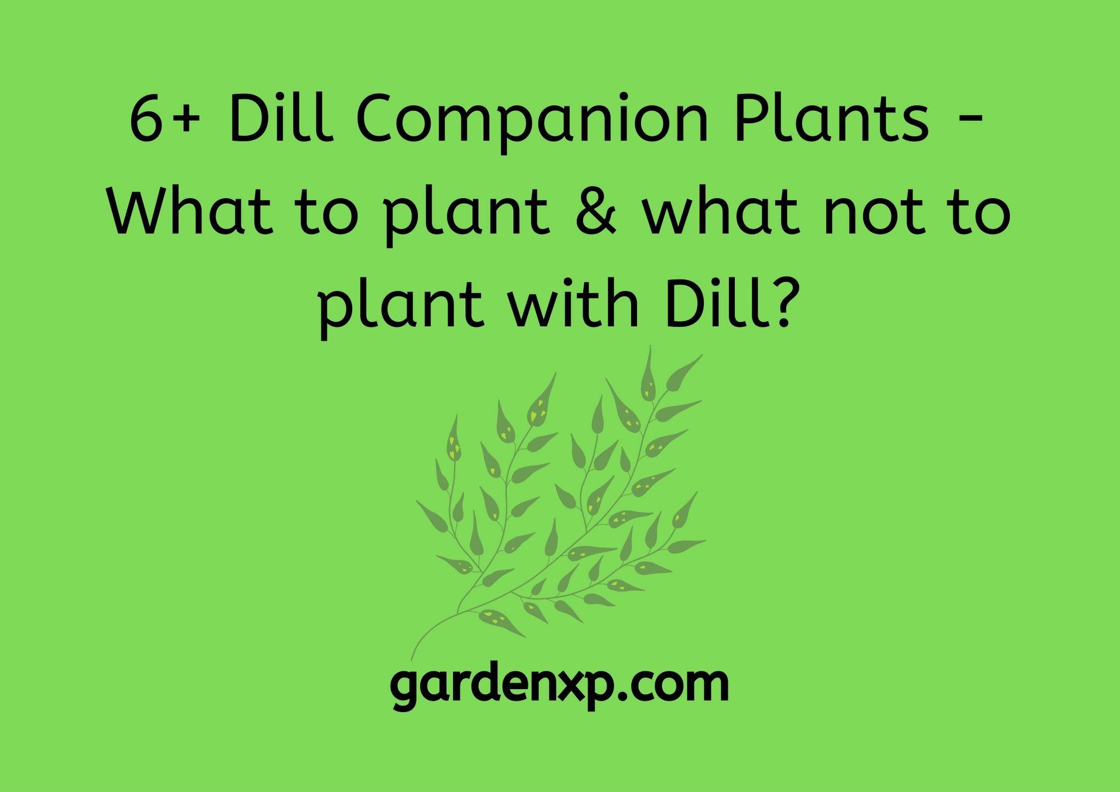 6+ Dill Companion Plants - What to plant & what not to plant with Dill?
