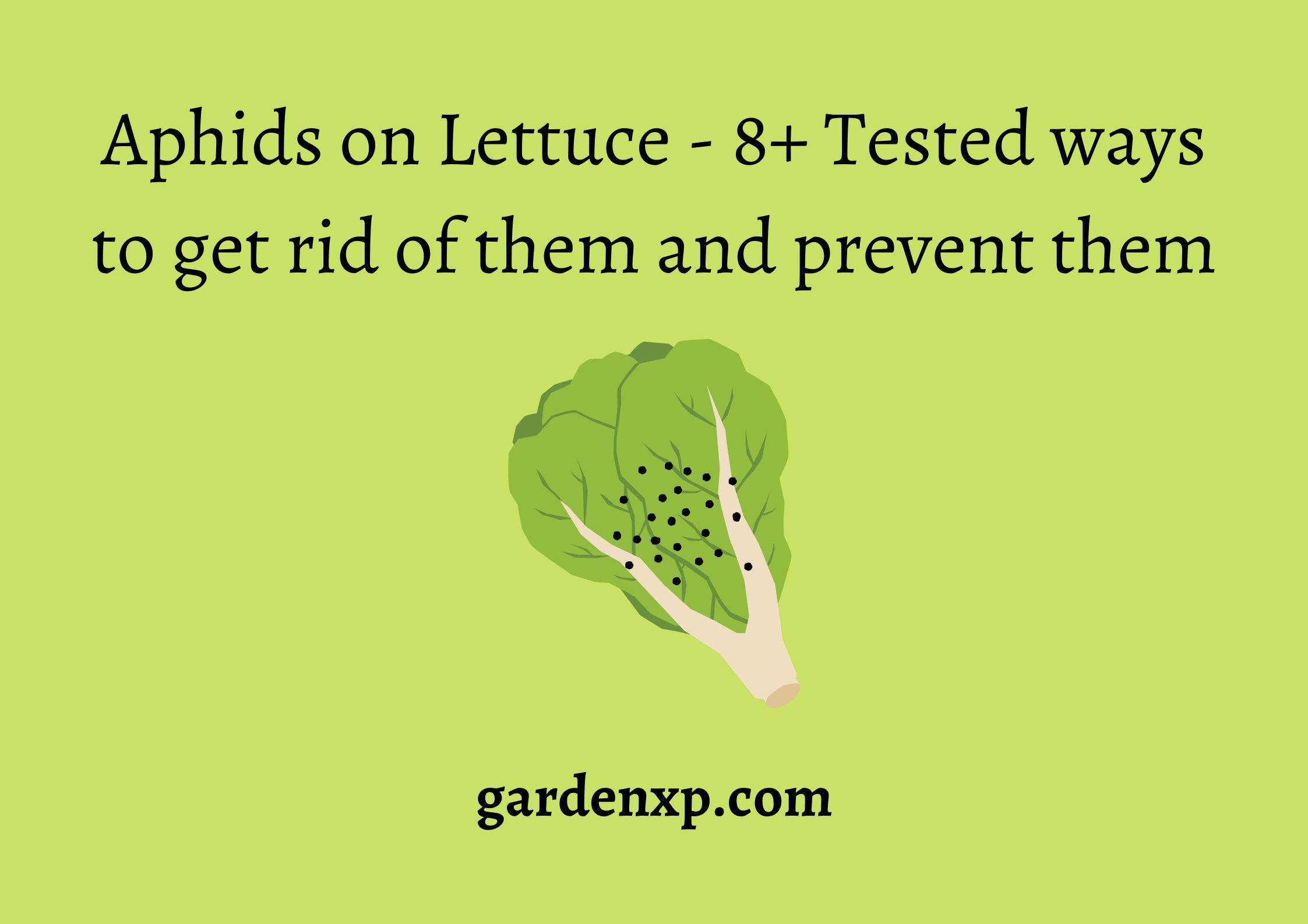 Aphids on Lettuce - 8+ Tested ways to get rid of them and prevent them