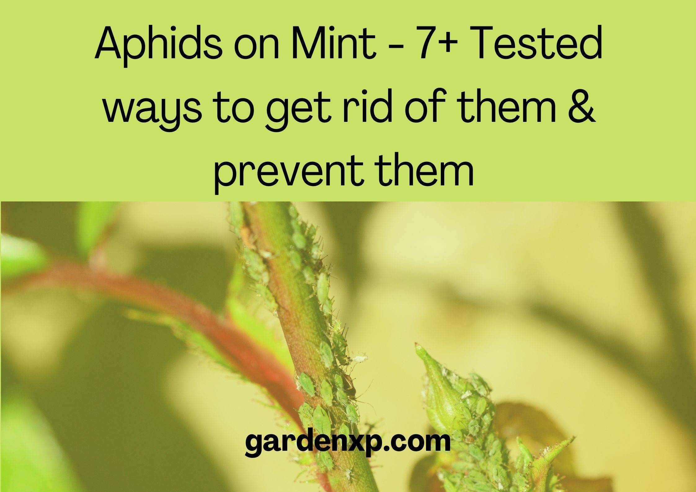 Aphids on Mint - 7+ Tested ways to get rid of them & prevent them 