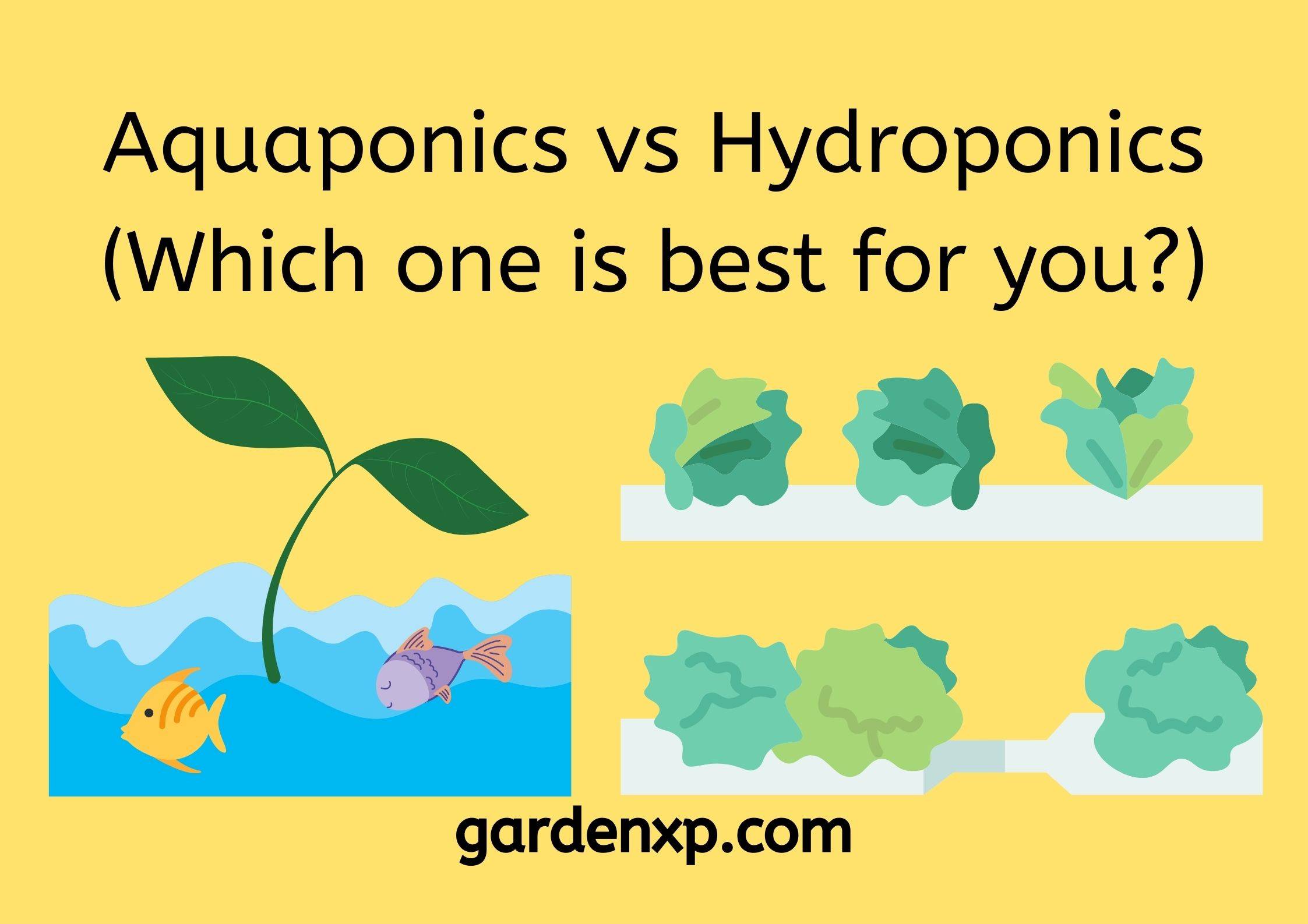 Aquaponics vs Hydroponics (Which one is best for you?)