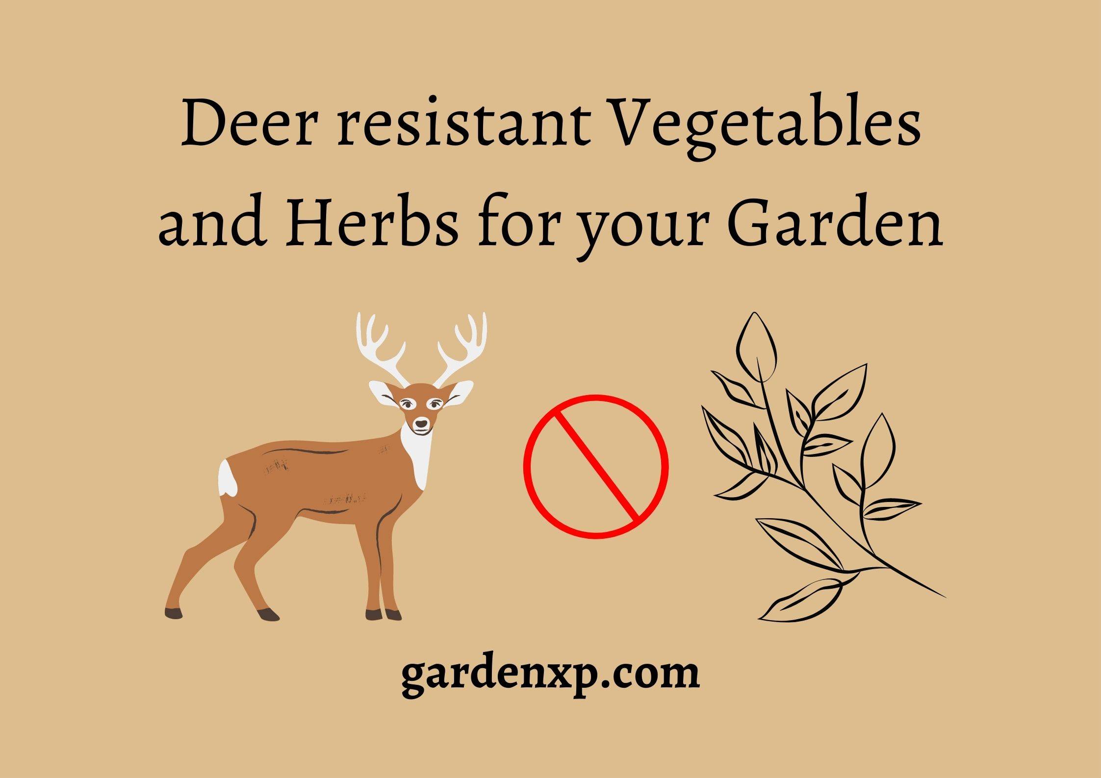 Deer resistant Vegetables and Herbs for your Garden