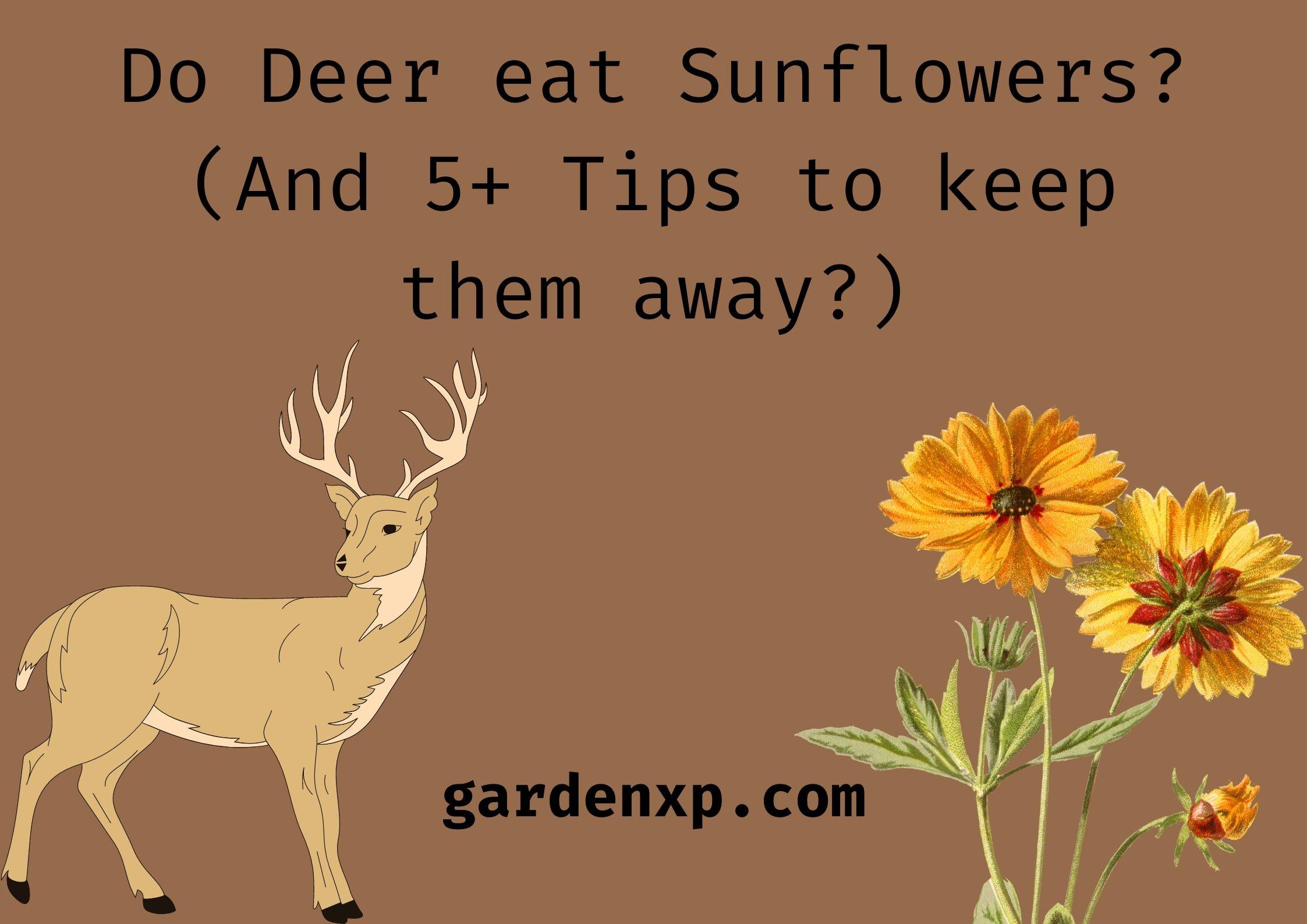 Do Deer eat Sunflowers? (And 5+ Tips to keep them away?)
