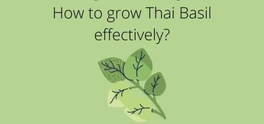 Growing Thai Basil guide - How to grow Thai Basil effectively?