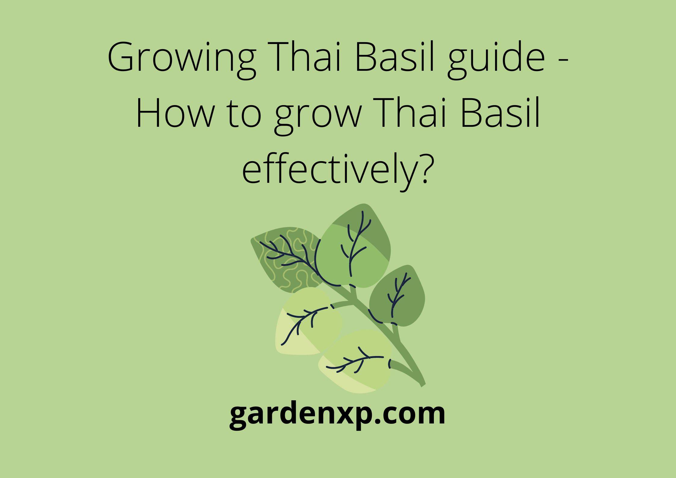 Growing Thai Basil guide - How to grow Thai Basil effectively?