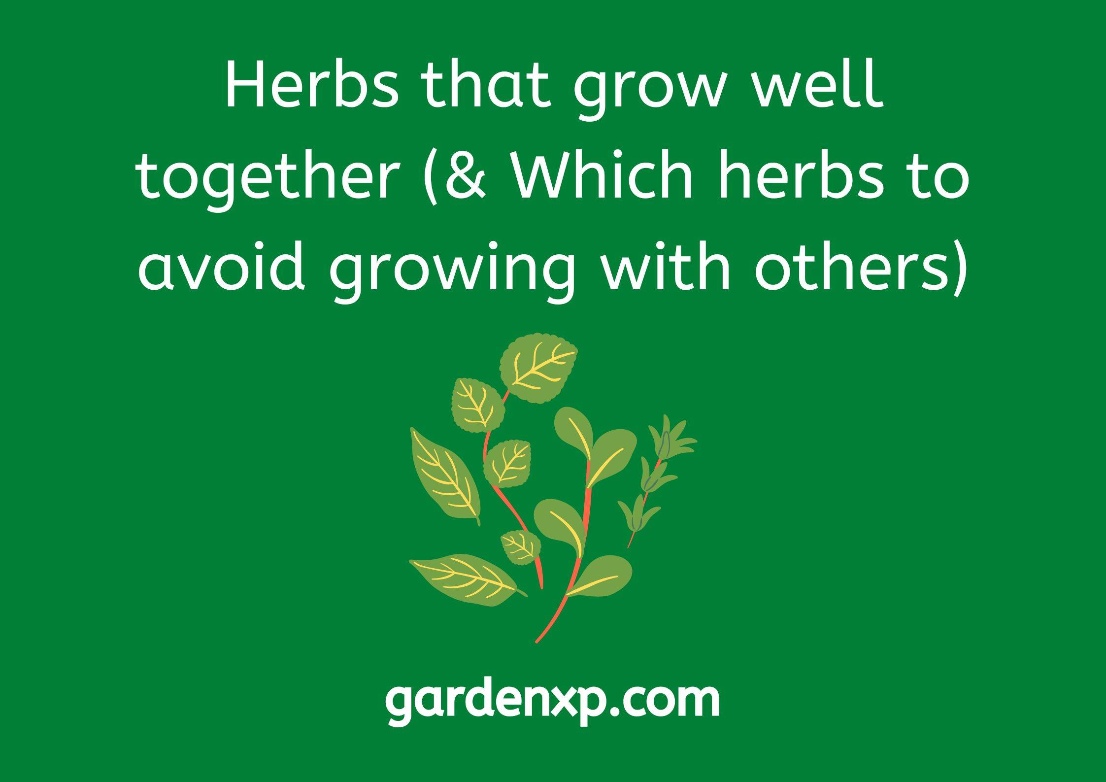 Herbs that grow well together (& Which herbs to avoid growing with others)