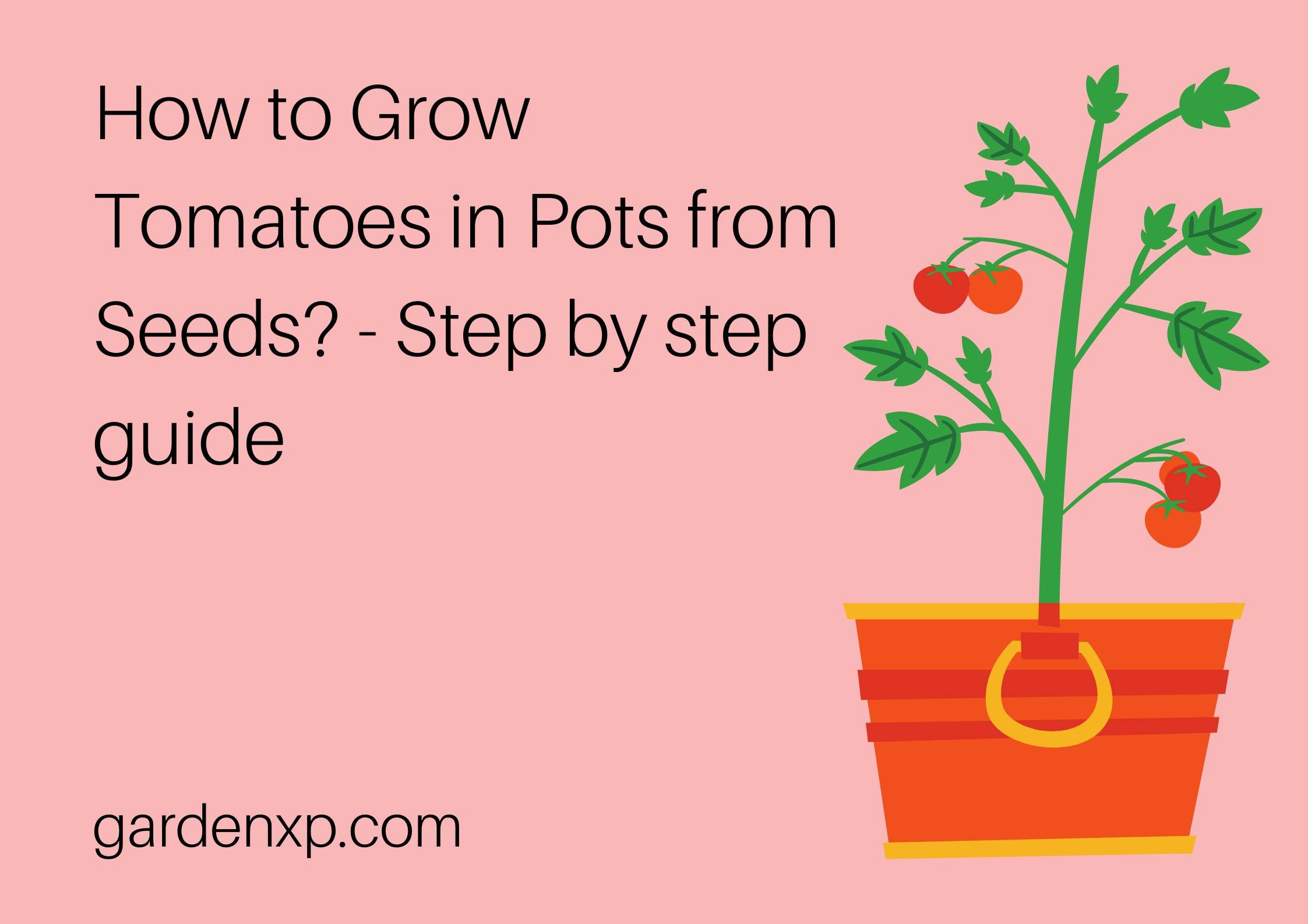 How to Grow Tomatoes in Pots from Seeds? - Step by step guide