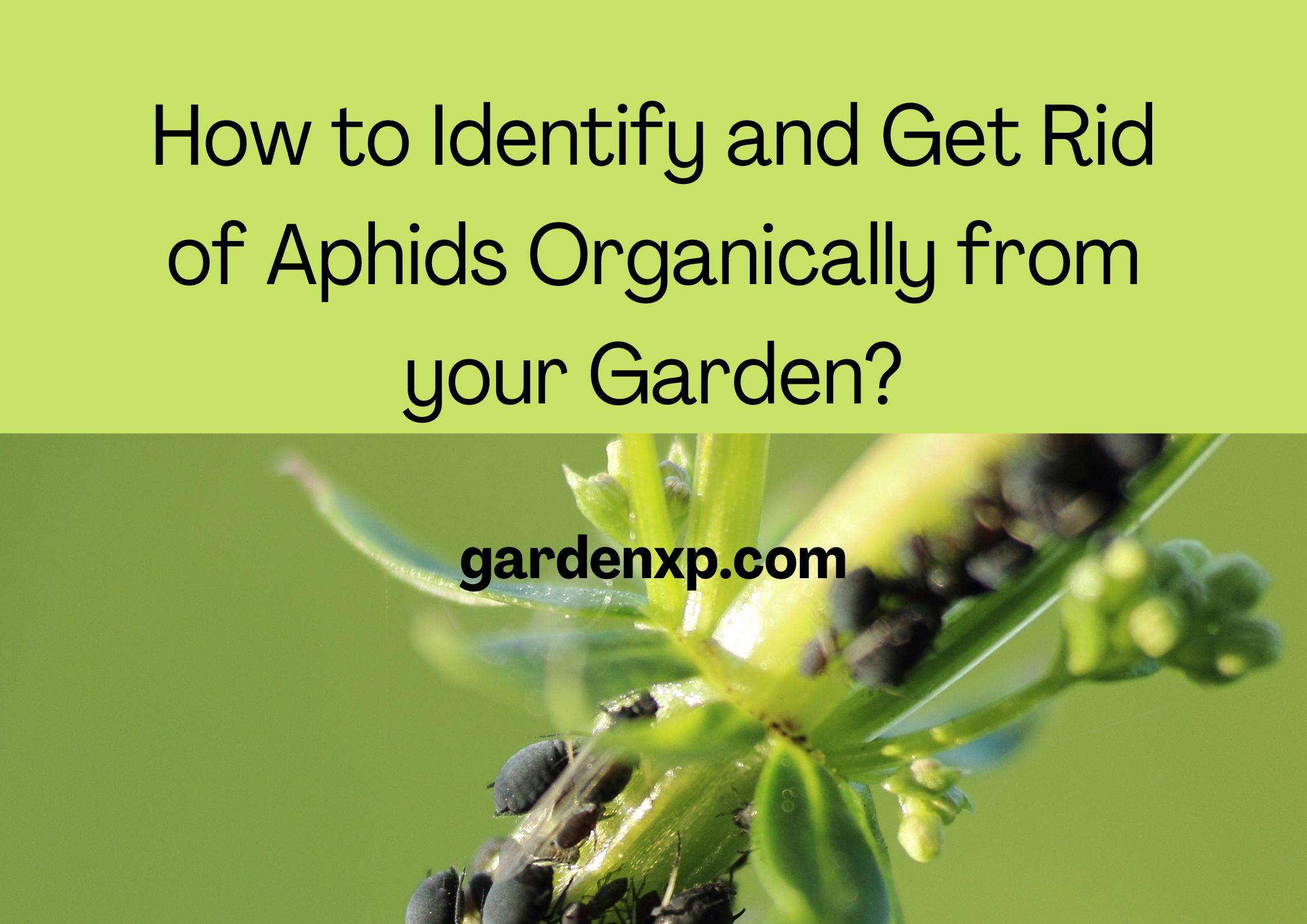 How to Identify and Get Rid of Aphids Organically from your Garden?