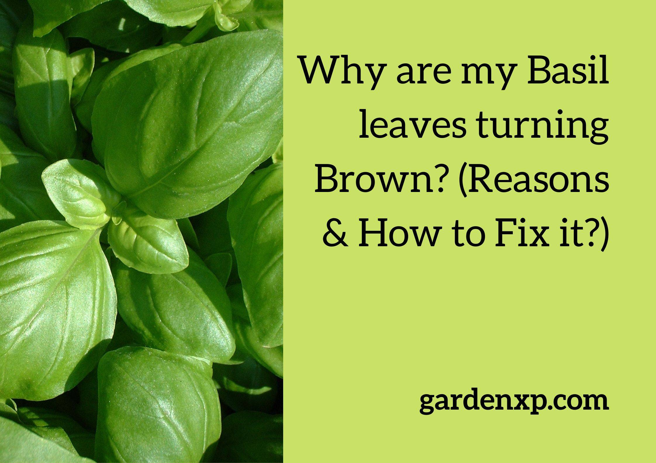 Why are my Basil leaves turning Brown? (Reasons & How to Fix it?)