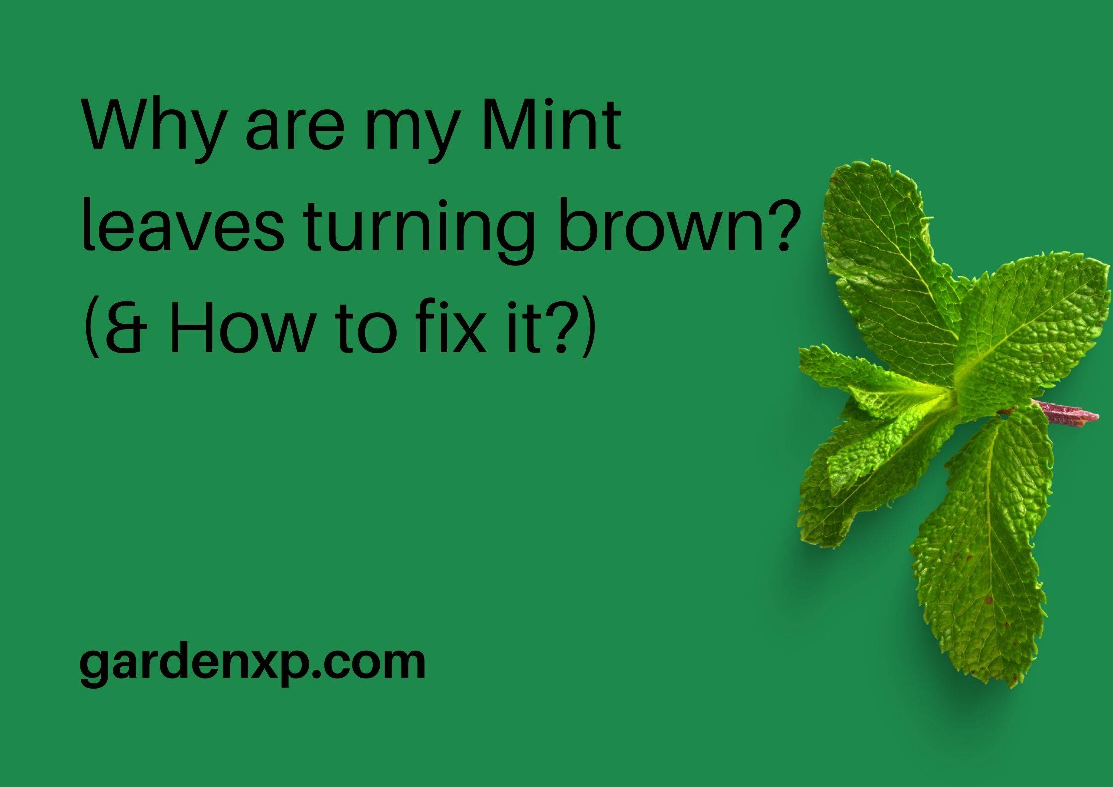 Why are my Mint leaves turning brown? (& How to fix it?)