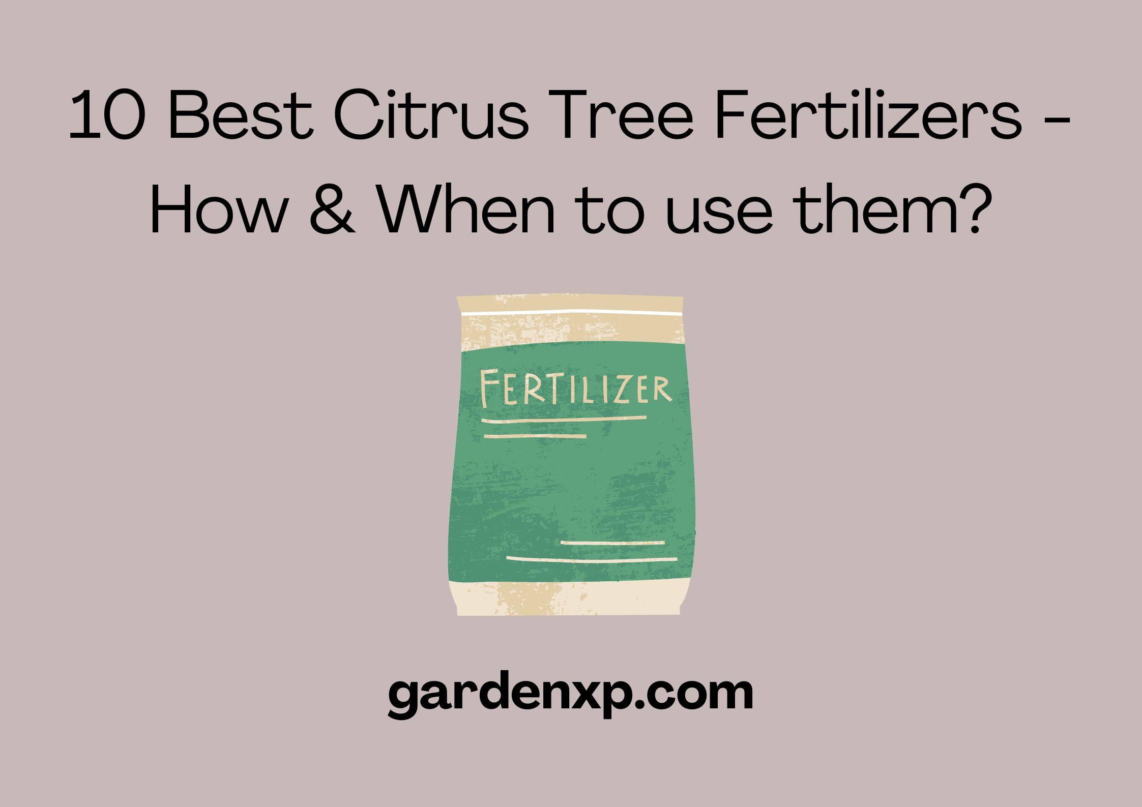 10 Best Citrus Tree Fertilizers - How & When to use them?