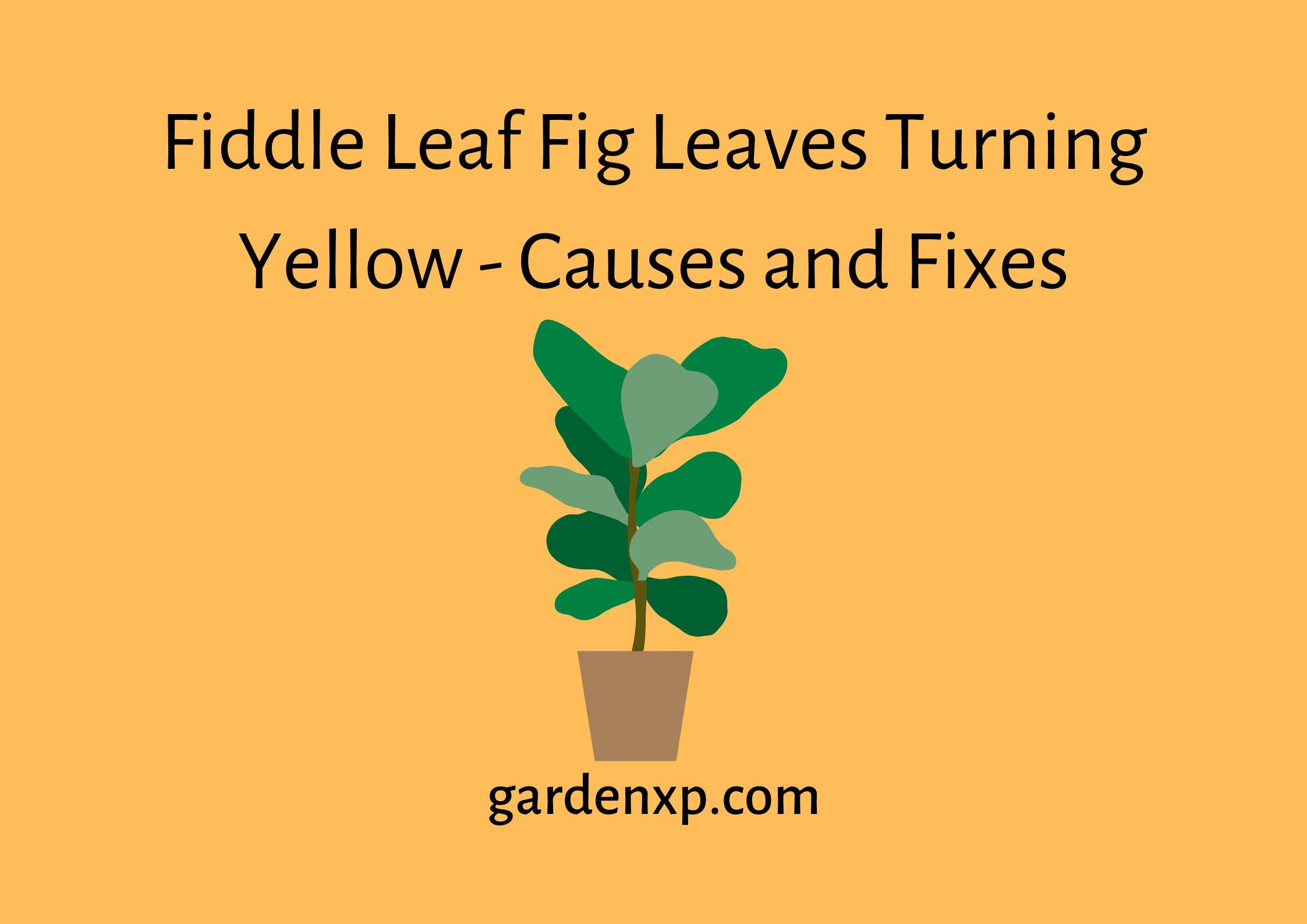 Fiddle Leaf Fig Leaves Turning Yellow - Causes and Fixes