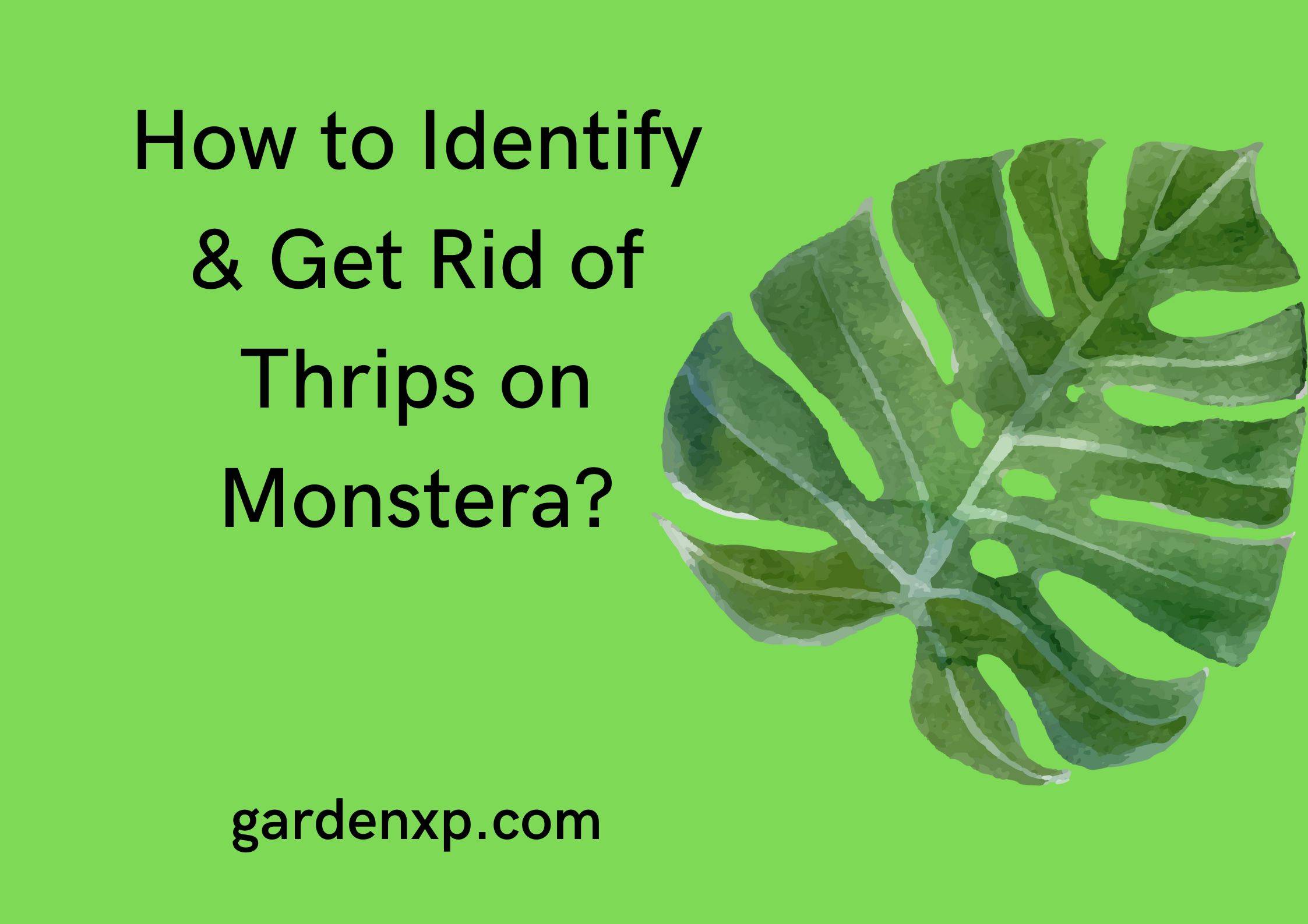 How to Identify and Get Rid of Thrips on Monstera?