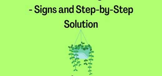 Overwatered String of Hearts - Signs and Step-by-Step Solution