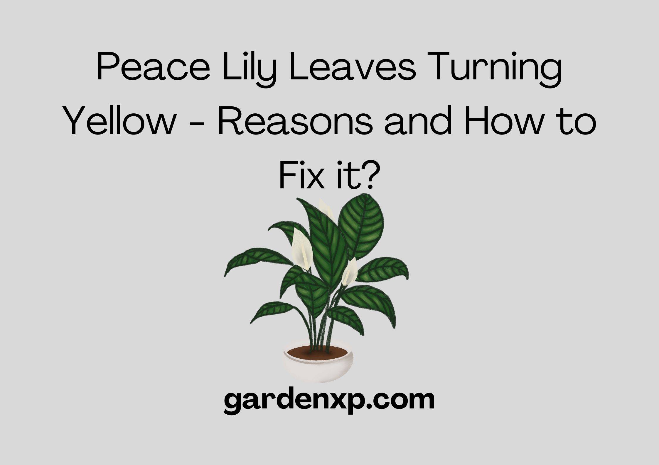 Peace Lily Leaves Turning Yellow - Reasons and How to Fix it?