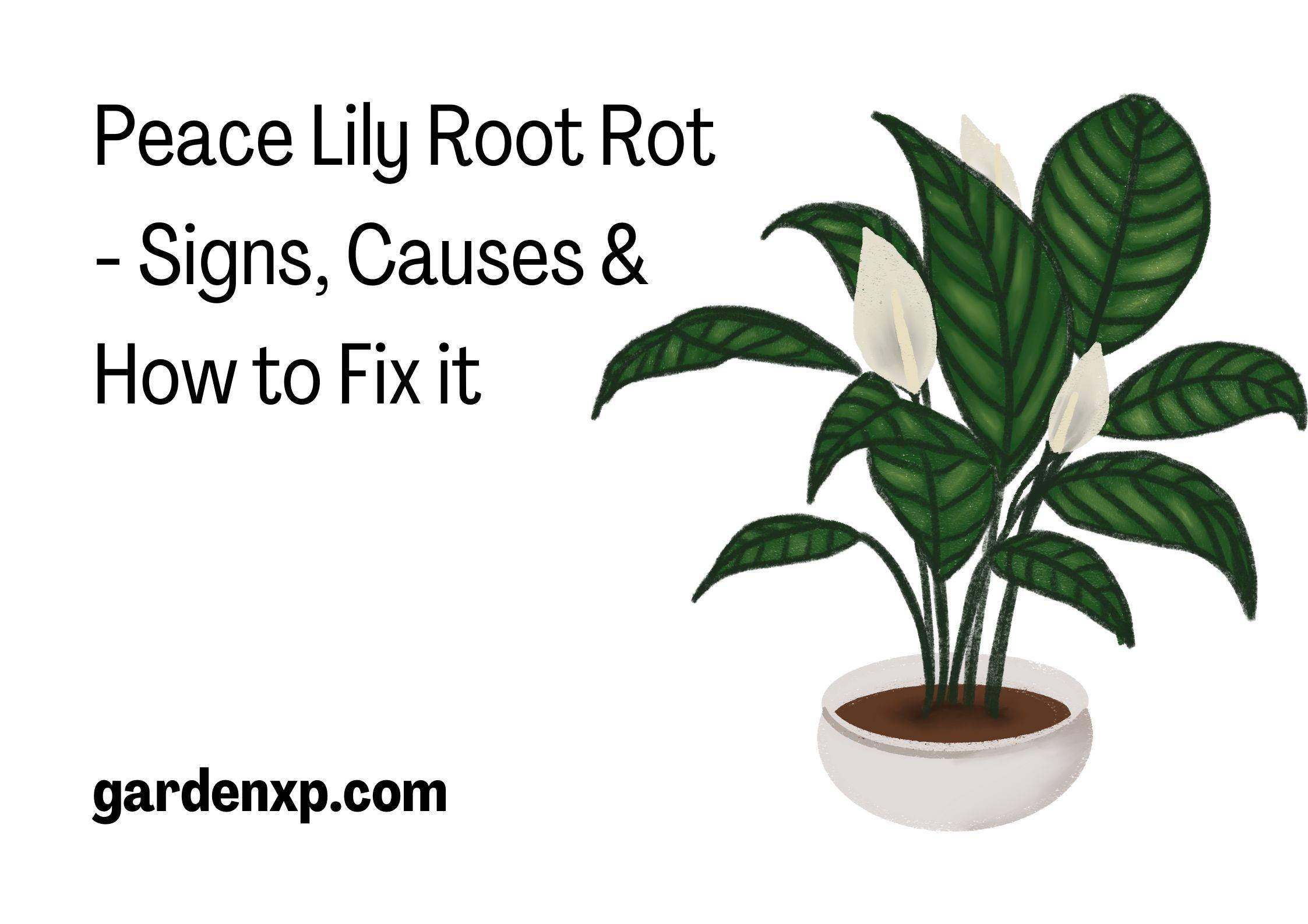 Peace Lily Root Rot - Signs Causes & How to Fix it  