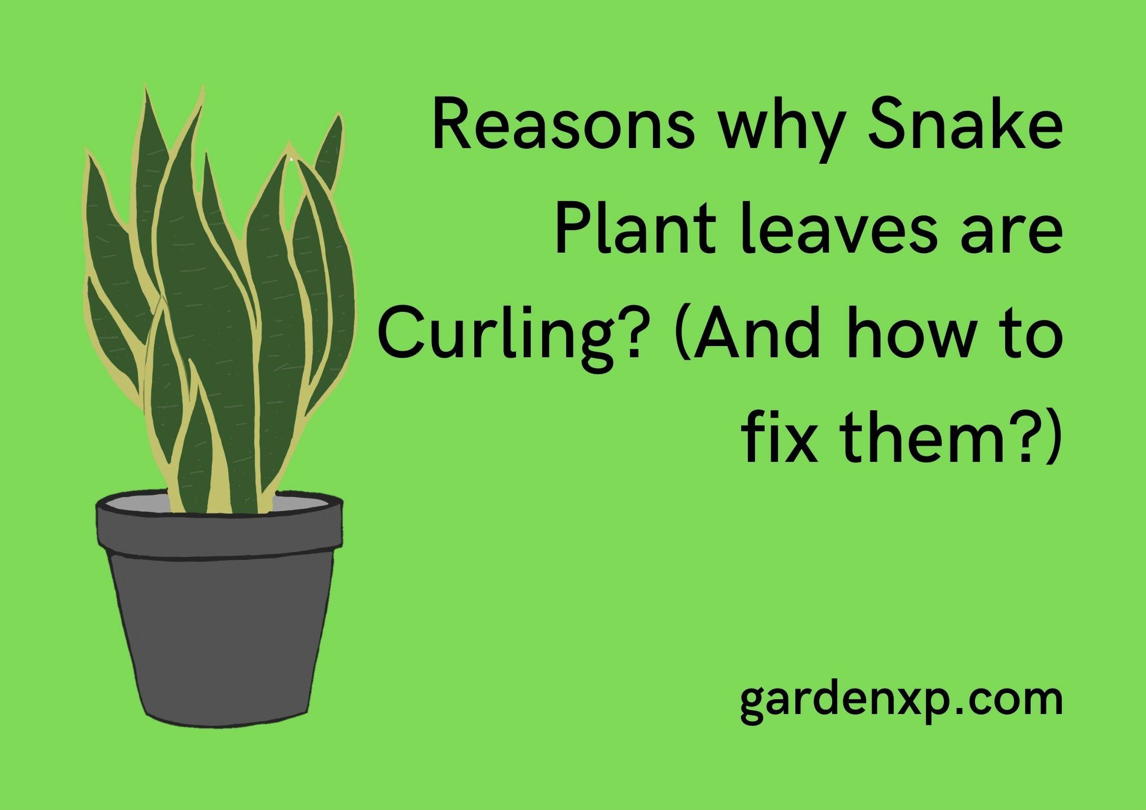 Reasons why Snake Plant leaves are Curling? (And how to fix them?)